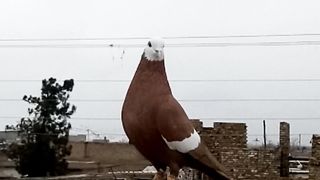 Laaki Jogi |Brown Colour Male Fighter pigeon
