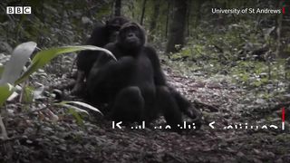 Watch the signals great apes use to communicate