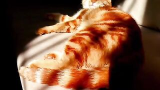 Cats lovers like and share video