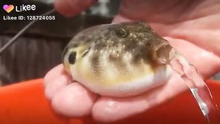 Best funny Fish viral video,, funny tiktok ,,  TRY NOT TO LAUGH
