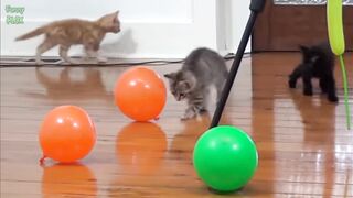 Cutest cats plying