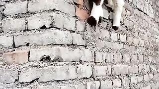 Best funny video of goat... cute goat,, TRY NOT TO LAUGH