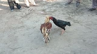 Kukar fight 2023 only chil????????