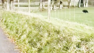 Sheepdog care sheeps