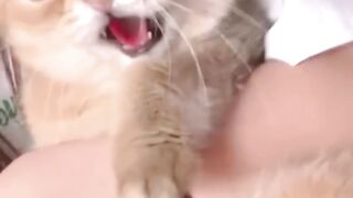 Cats Viral Clips2023???? Best #funny Cats #shorts Video???? #trending #animals