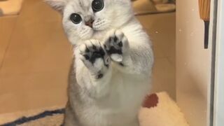 Pets funny video | cats funny video