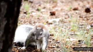 Relaxing music video | best relaxation music with cute animals life