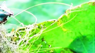 #funny#shorts#shortsvideo#shocking clips