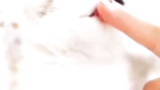 Cat videos ????
