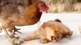 Dog and Hen