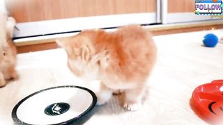 Hungry kittens moves and want to eat.