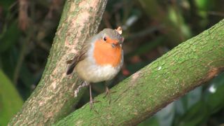 Beautiful bird saying Allah