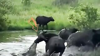 Animale