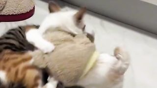 Funny cat