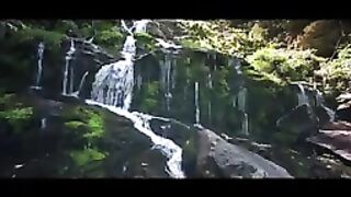 Forest beauty