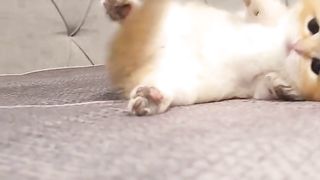 funny cat