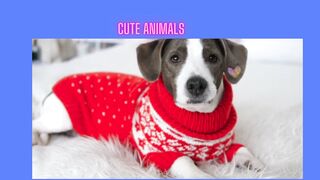 Cute Animals