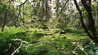Beautiful video forest