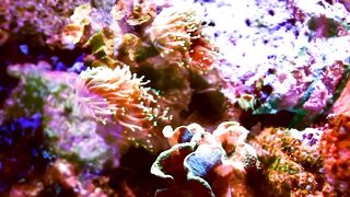 Multicolored coral shot with fish projections