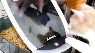 Funniest animal funny videos
