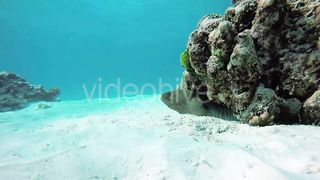 Reef with fish on the seabed