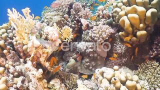 Tropical Fish on Vibrant Coral Reef