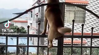 dog climber.