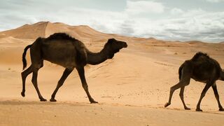 Camels walking in the desert Row of camels walking in the sand near the dunes of a desert.