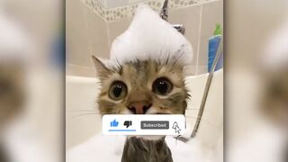 Best Animal Videos 2022 - Funny Cats and Dogs - Cats Funny Videos
