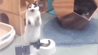 ##Best Cute and Funny Cats and Dogs Funny Pet Videos.