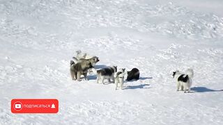Не на Того Нарвался! Битвы Животных Снятые на Камеру.