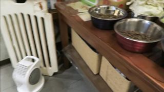 Baby Cats - Cute and Funny Cat Videos Compilation #60 | Aww Animals