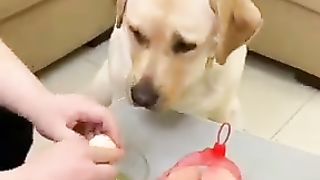 Most Funny and geniuss Dog 20222