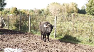 Buffalo video #animals