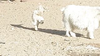Entertainment video| cute goats