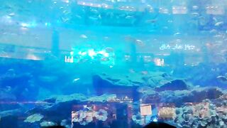 BIG Aquarium in Burj Khalifa Dubai