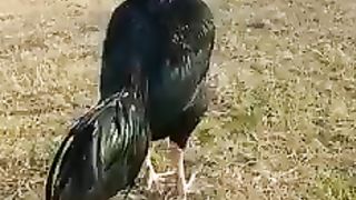 Aseel murga || murga || hens