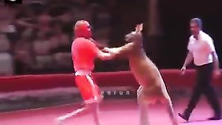 Kangaroo Fight