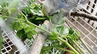 Australian parrots pair enjoy lunch