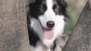 Funniest Animals 2022 ???? Funniest Cats and Dogs ???????? #1.2 | Pets Family