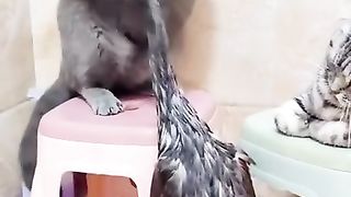 Cat fight