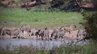 100 Craziest Animal Fights of All Time