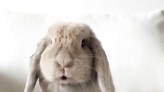 funnu rabbit eating banana- very funny scene