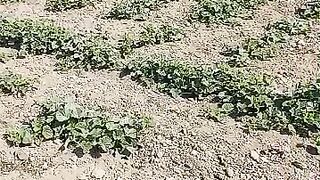 Melon ( gidro )