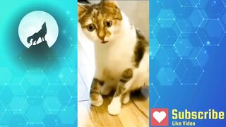 Funny dogs