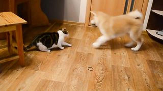 Best cat and dog fighting video