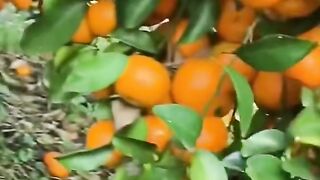 Natural Beauty video| Orange tree
