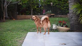 Furry Dog Video