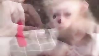 my pets , my monkey
