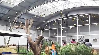 Very beautiful Birds awesome bird